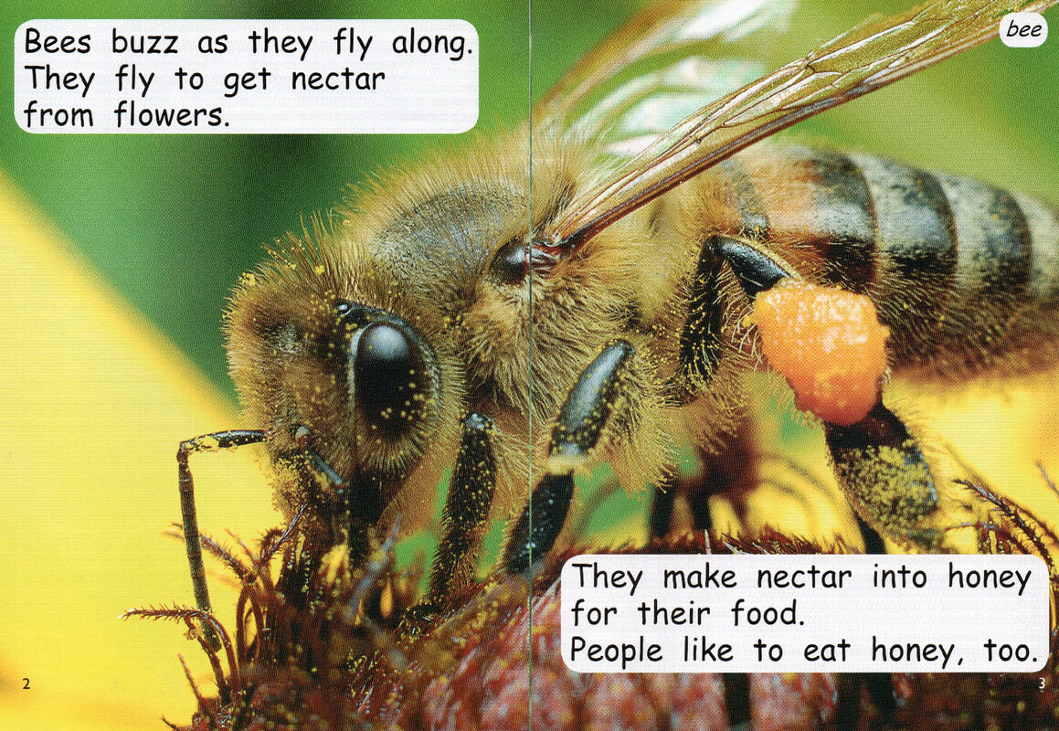 bugs and beetles绘本故事第3页