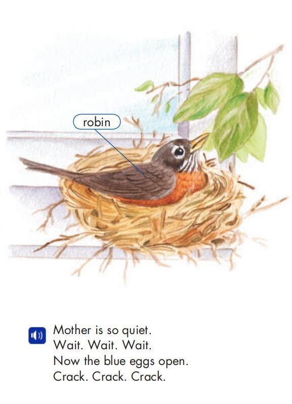 The Baby Robins绘本故事第4页