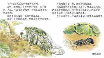 歌唱夏天的精灵蝉绘本故事第5页