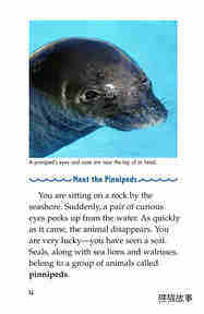 Seals,Sea Lions,and Walruses绘本故事第3页