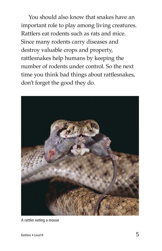 Rattlers绘本故事第4页