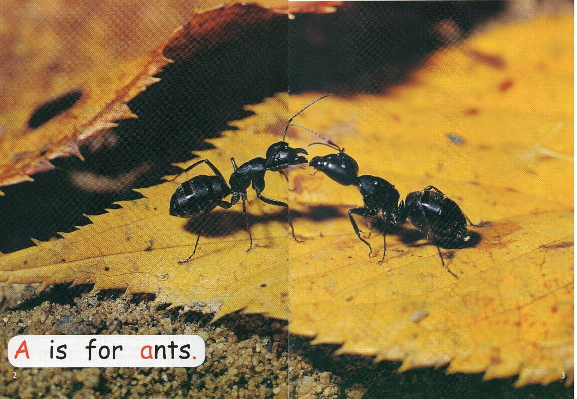 looking at bugs绘本故事第3页