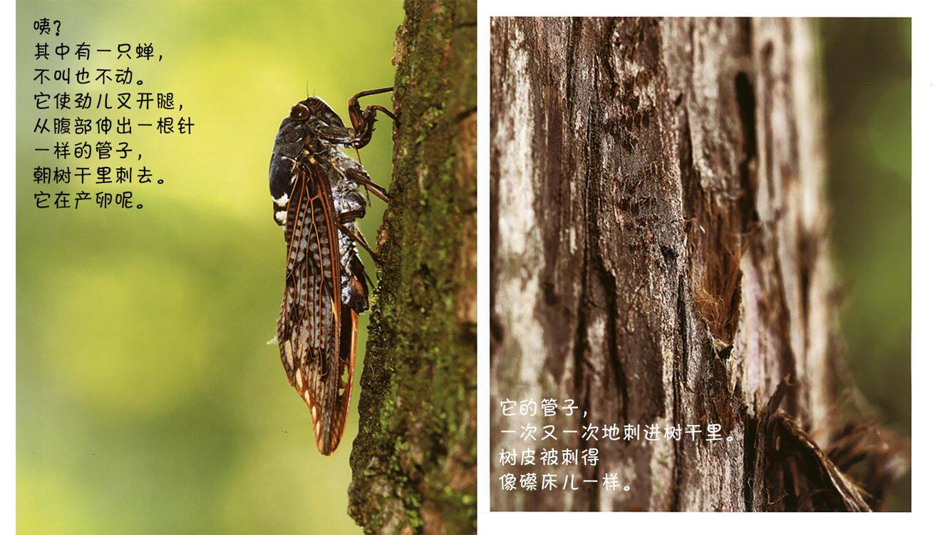 诞生了！蝉绘本故事第5页