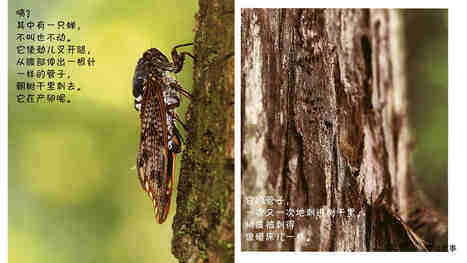 诞生了！蝉绘本故事第5页