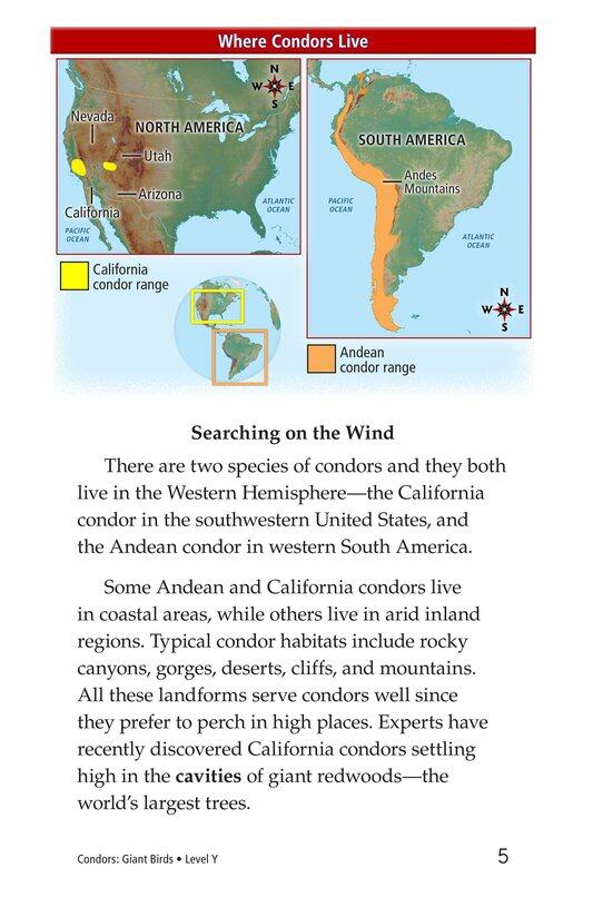 Condors Giant Birds绘本故事第4页