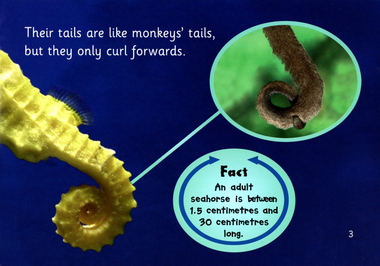 Seahourses绘本故事第4页