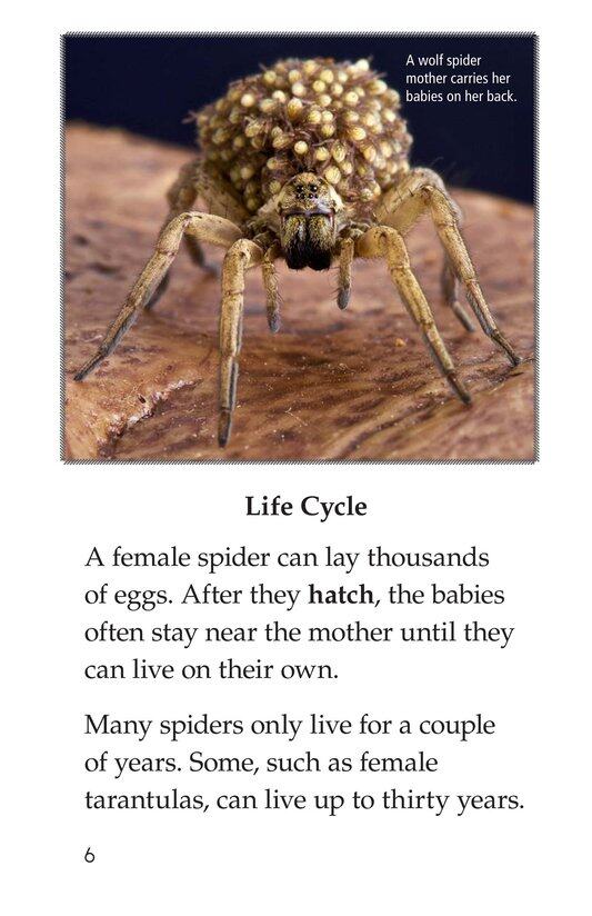 Spiders绘本故事第5页