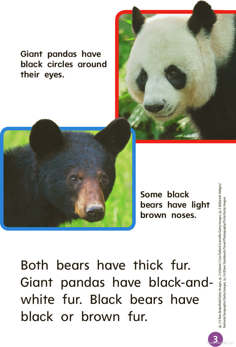 GK Beyond U07W1 Two Kinds of Bears绘本故事第4页