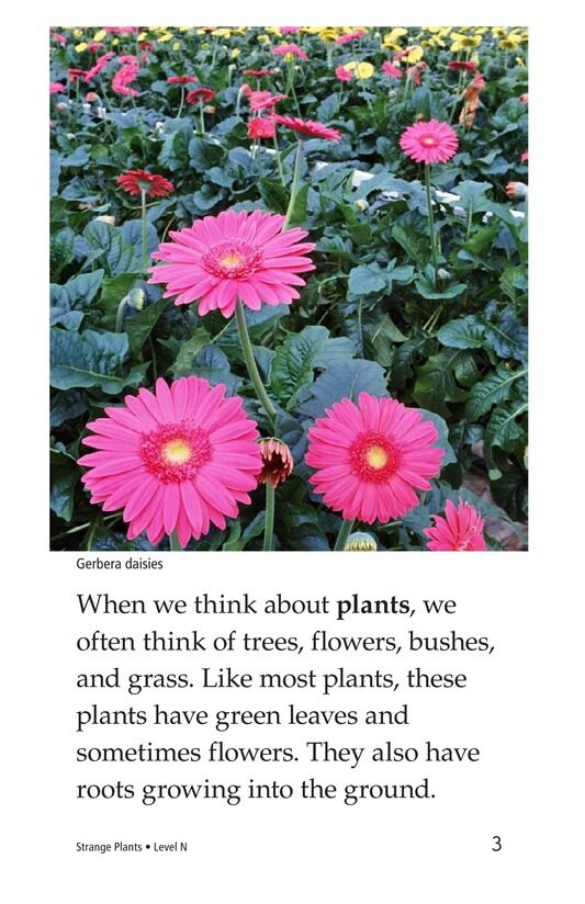 Strange Plants绘本故事第3页