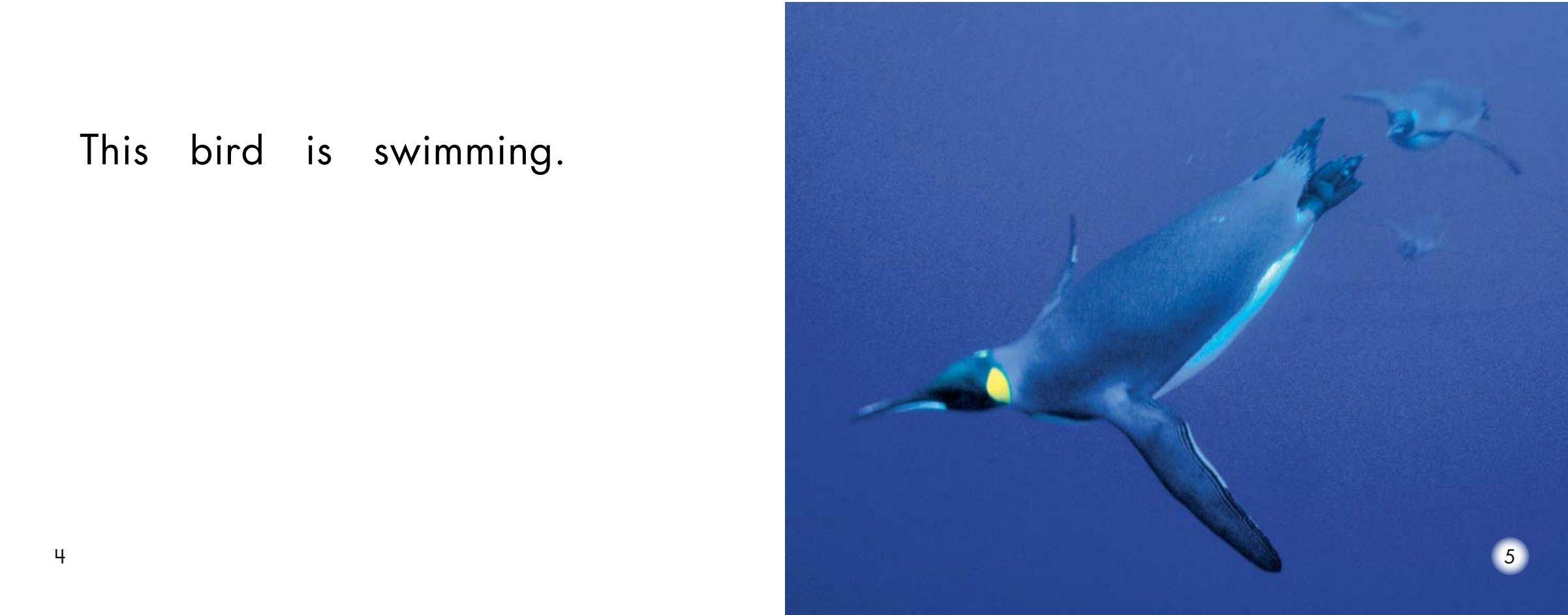 Birds绘本故事第3页