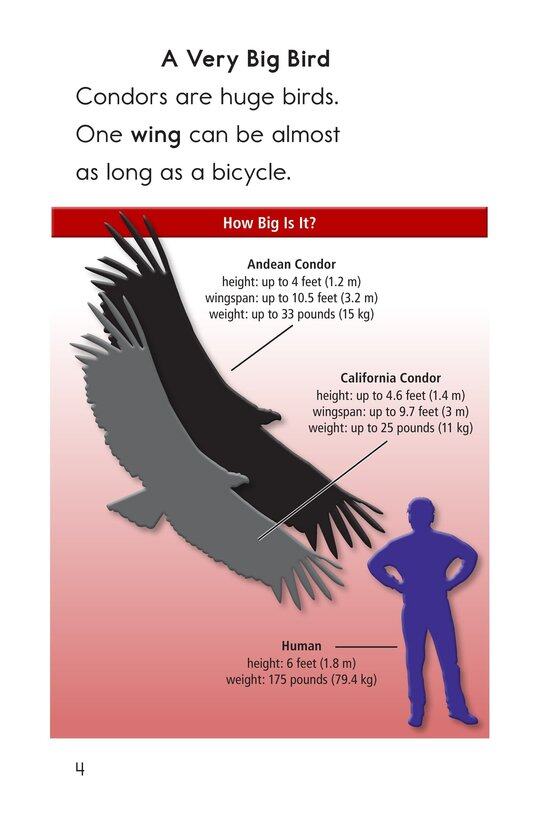 Condors Giant Birds绘本故事第3页