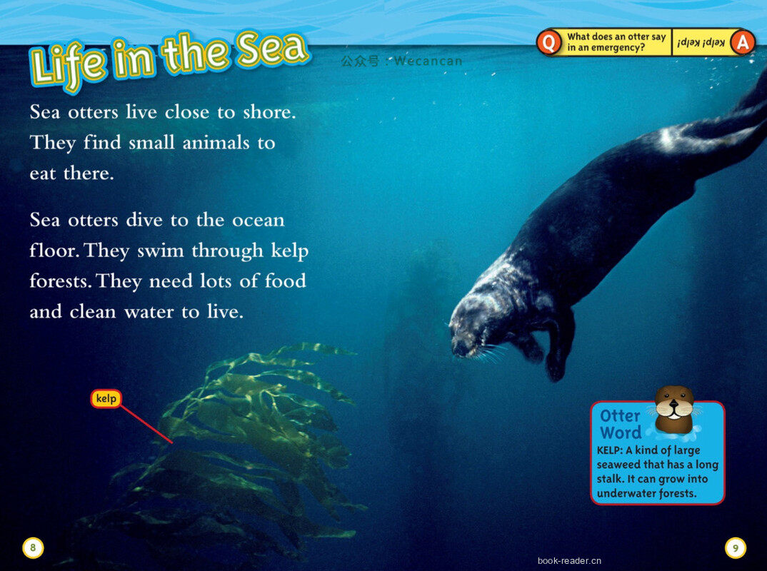 Sea Otters绘本故事第5页