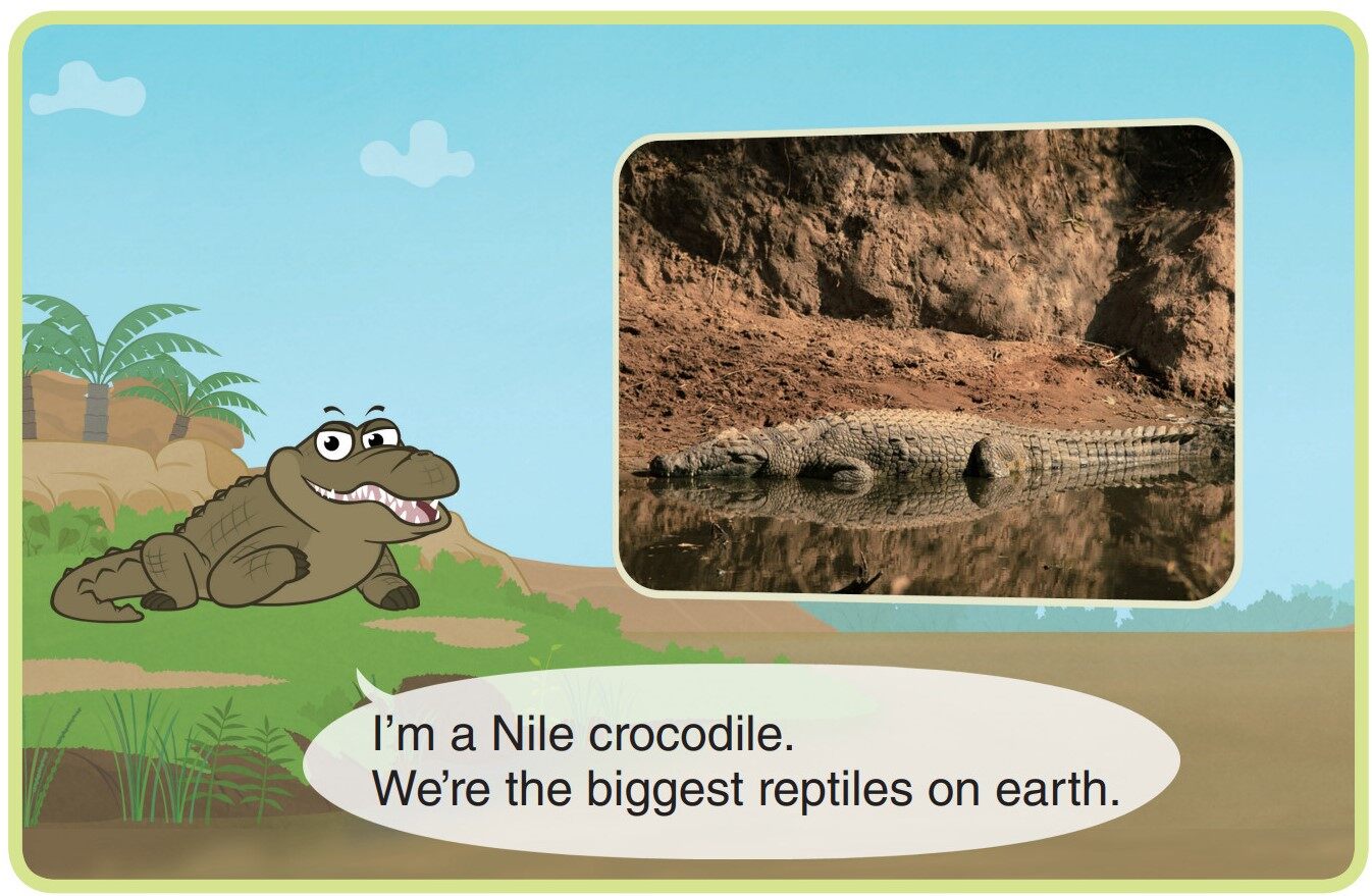 Nile Crocodile绘本故事第3页