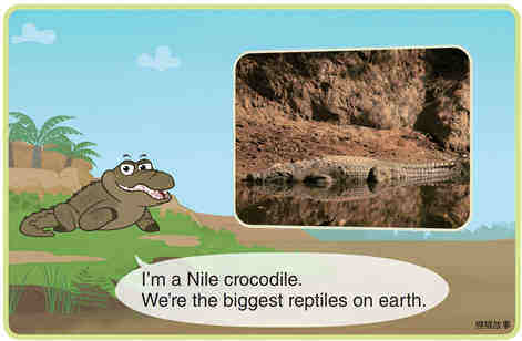 Nile Crocodile绘本故事第3页