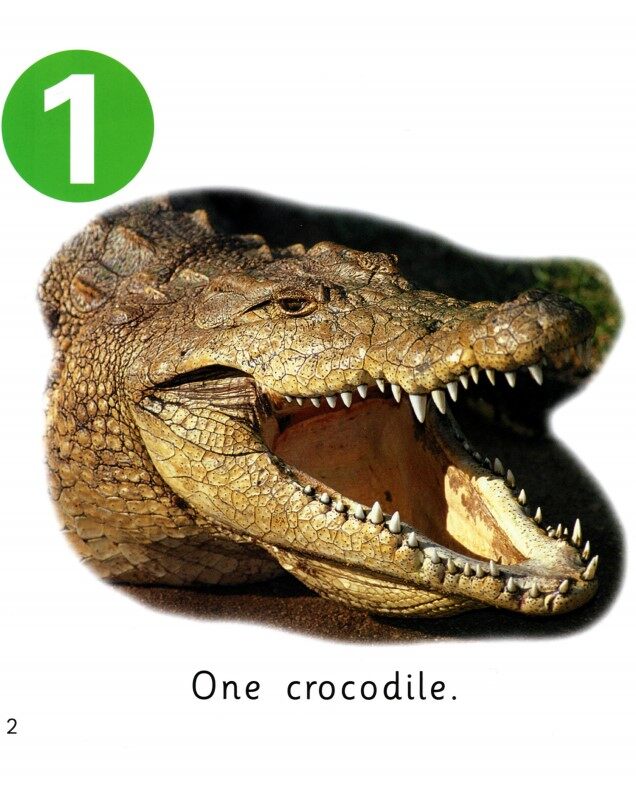 How Many Animals绘本故事第3页