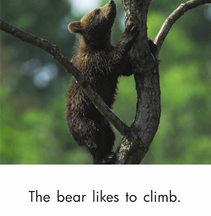 The Bear绘本故事第4页