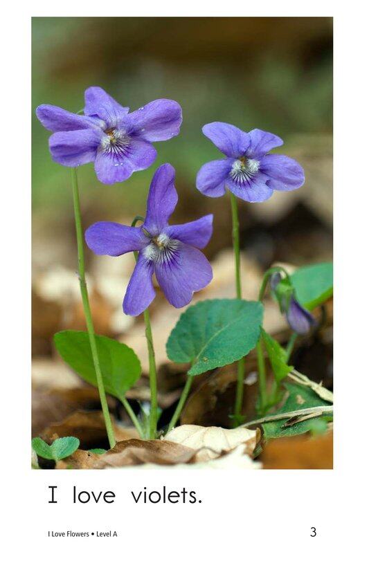 I Love Flowers绘本故事第3页