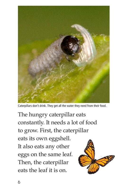 The Butterfly Life Cycle绘本故事第5页