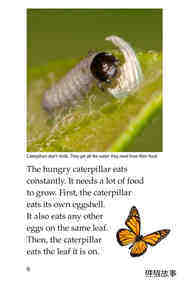 The Butterfly Life Cycle绘本故事第5页
