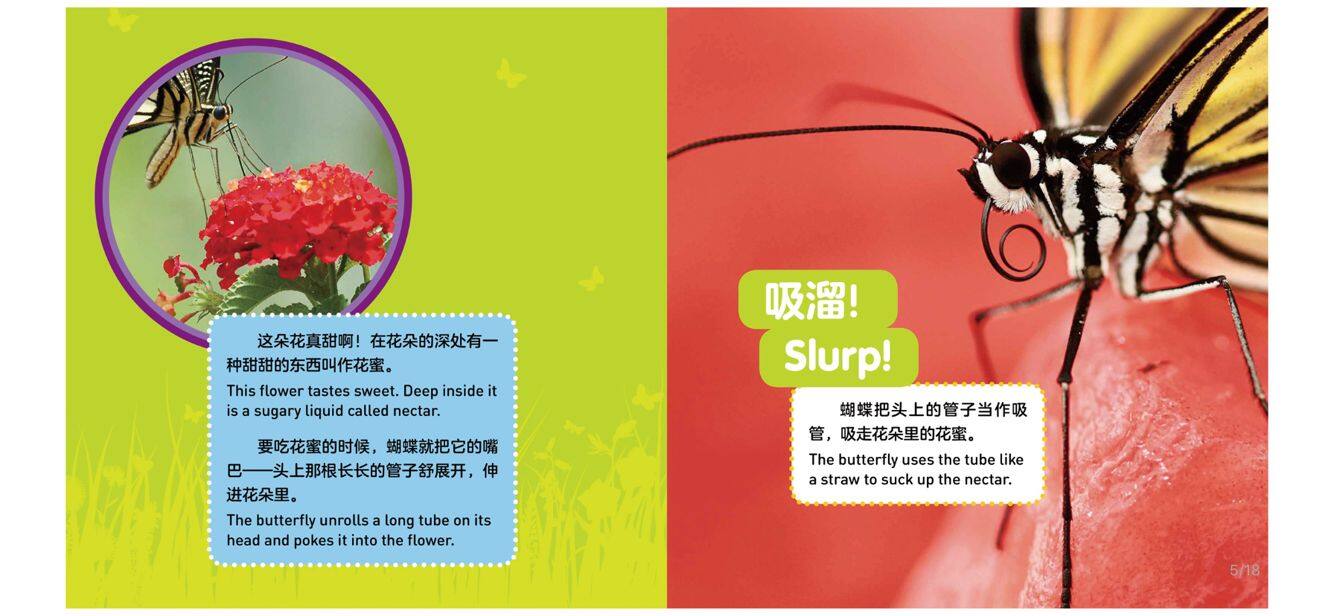 蝴蝶绘本故事第5页