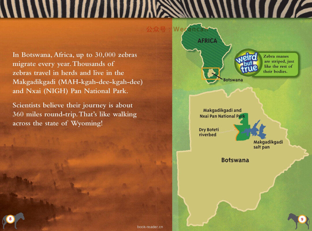 Amazing Animal Journeys绘本故事第5页