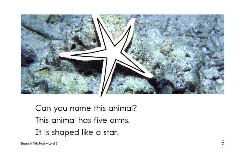 Shapes in Tide Pools绘本故事第5页
