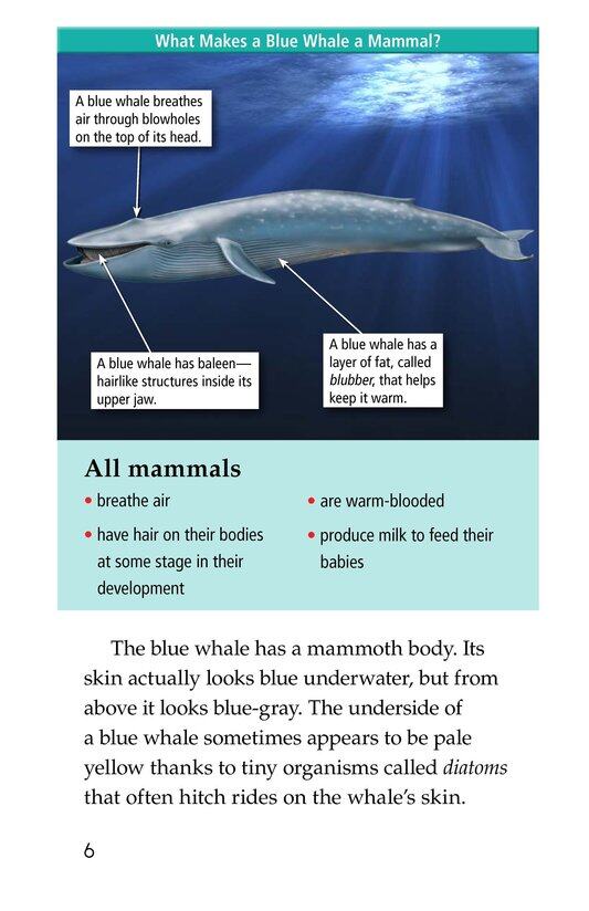 Blue Whales Giant Mammals绘本故事第5页