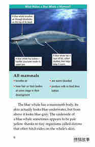 Blue Whales Giant Mammals绘本故事第5页