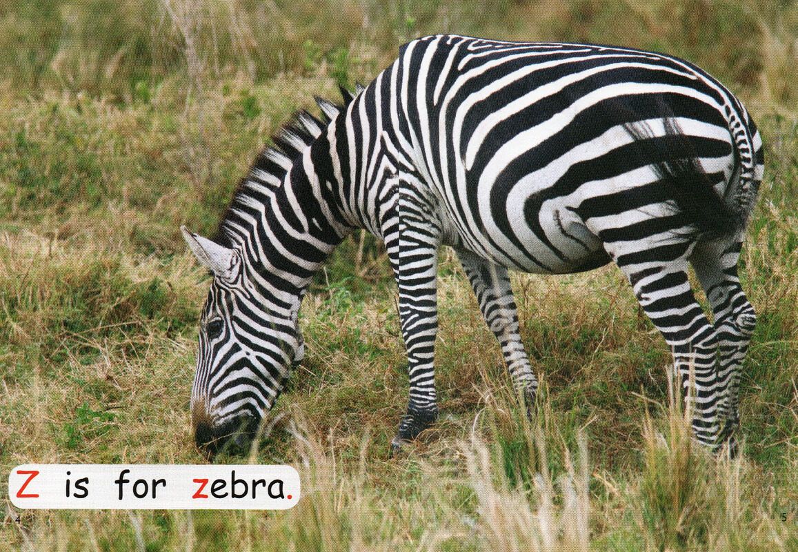 animals in danger绘本故事第4页