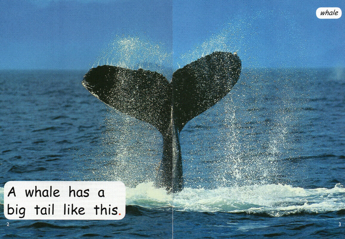 whose tail is this绘本故事第3页