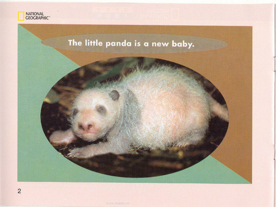 The Little Panda绘本故事第3页