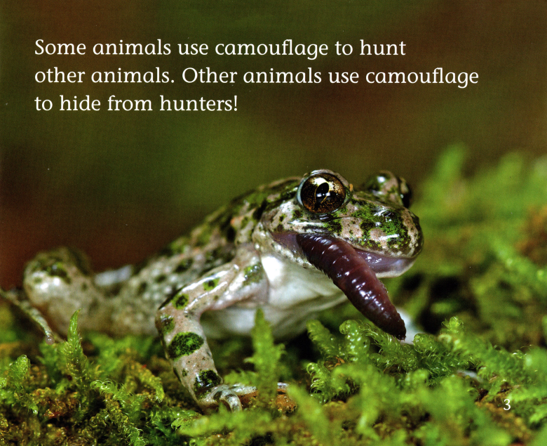 Animals in Hiding绘本故事第4页