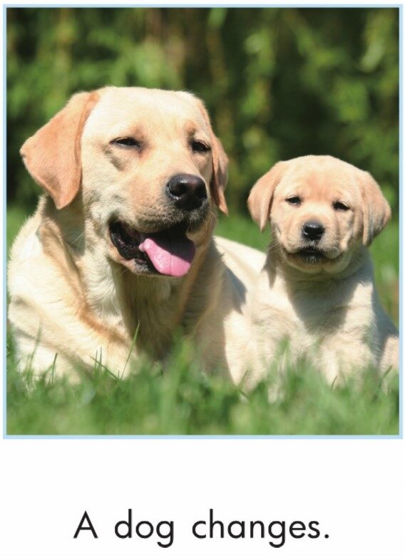 Animals Change绘本故事第3页