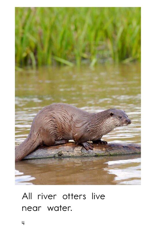 River Otters绘本故事第4页