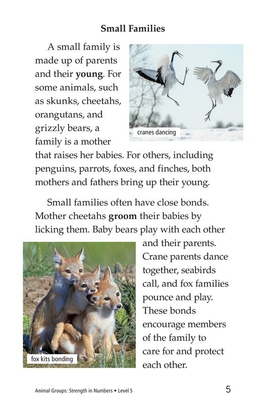 Animal Groups Strength in Numbers绘本故事第4页