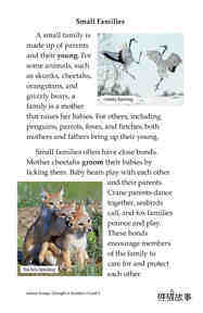 Animal Groups Strength in Numbers绘本故事第4页