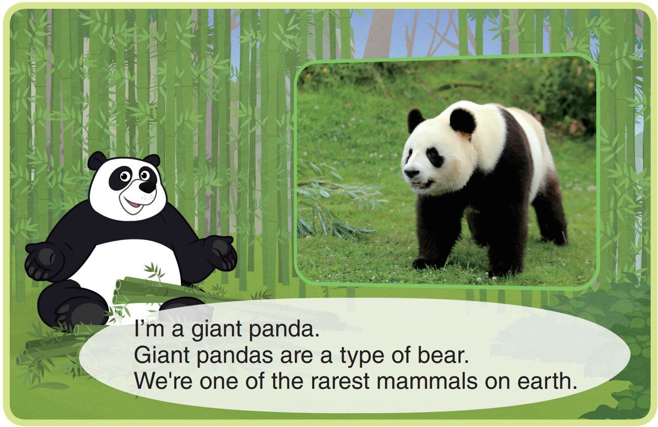 Giant Panda绘本故事第3页