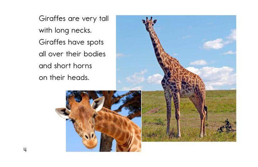 Animals,Animals绘本故事第4页