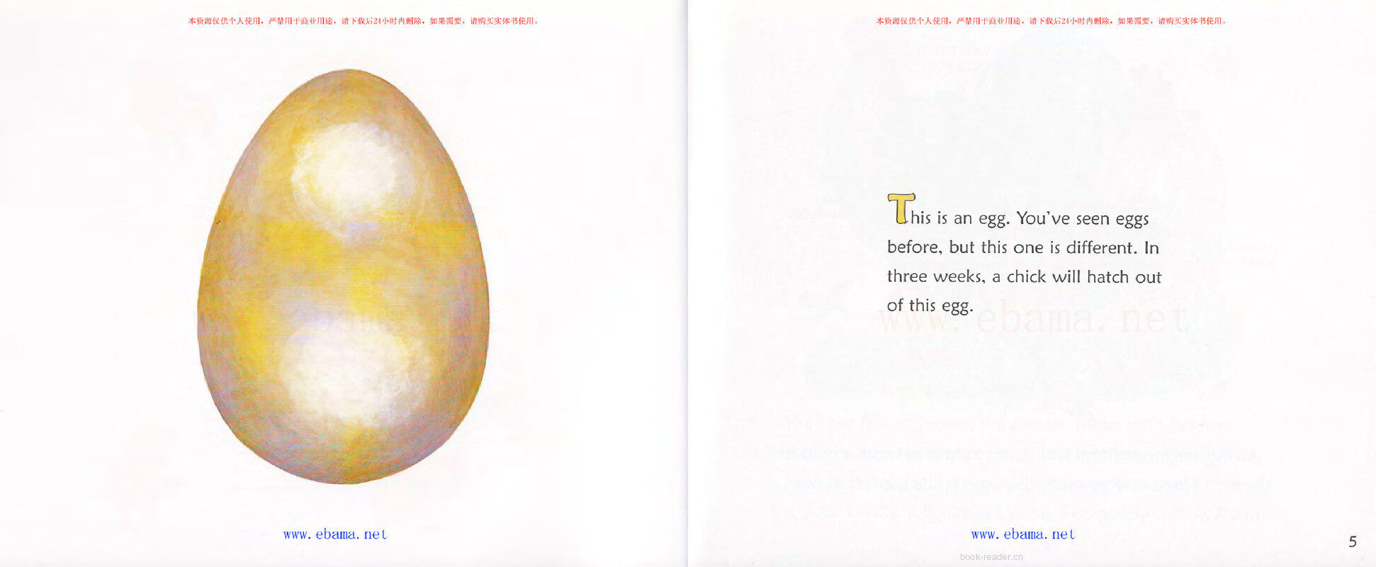 Where Do Chicks Come From绘本故事第3页