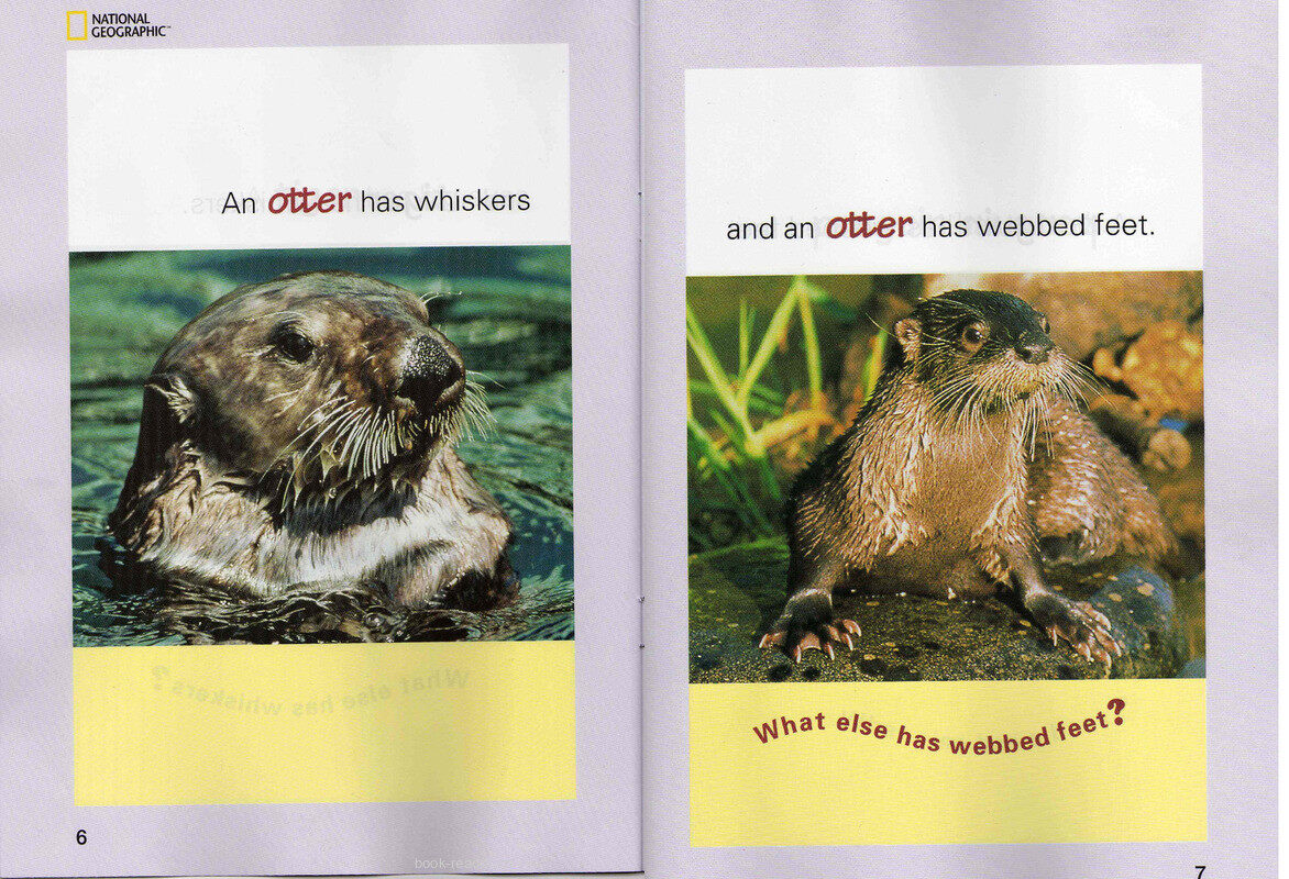 A Frog Has a Sticky Tongue绘本故事第5页