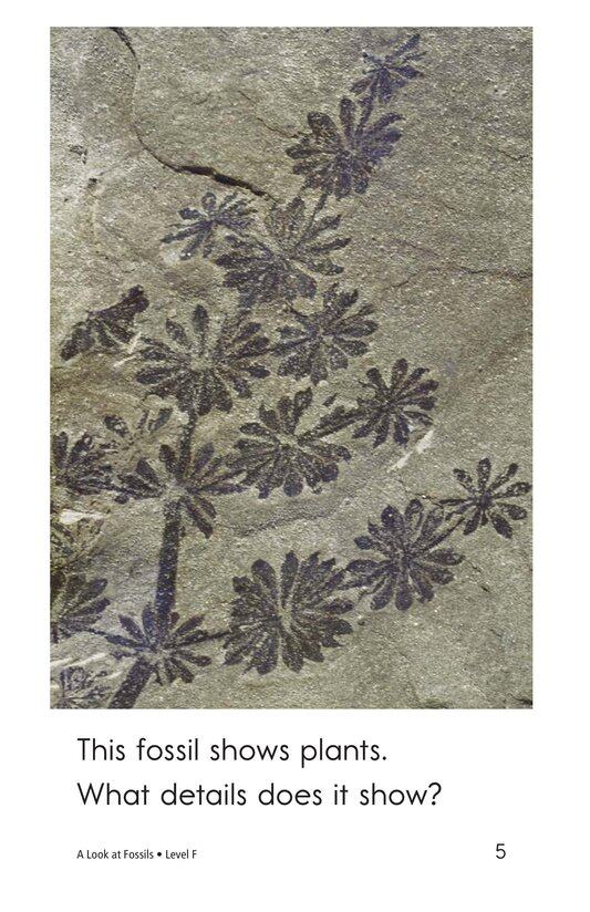 A Look at Fossils绘本故事第5页