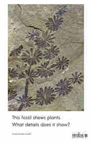 A Look at Fossils绘本故事第5页