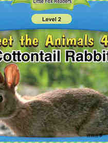Cottontail Rabbit