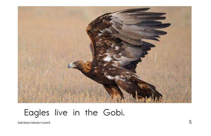 Gobi Desert Animals绘本故事第5页