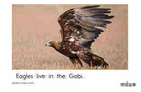 Gobi Desert Animals绘本故事第5页
