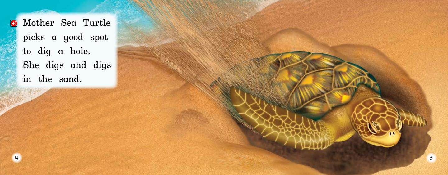 Mother Sea Turtle绘本故事第4页