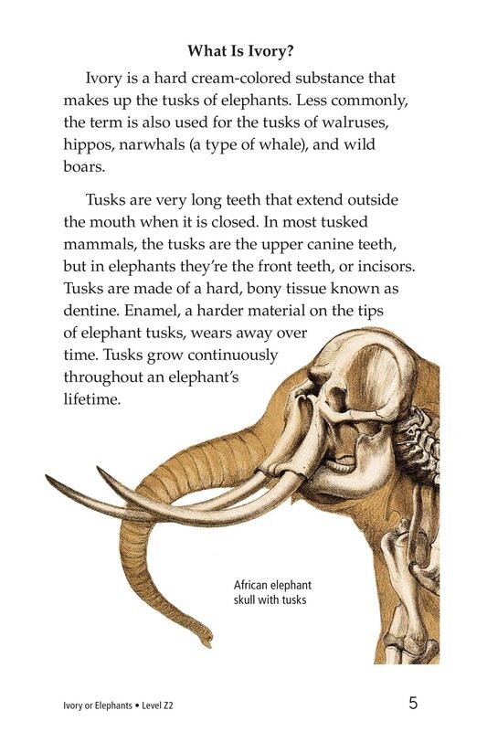 Ivory or Elephants绘本故事第4页