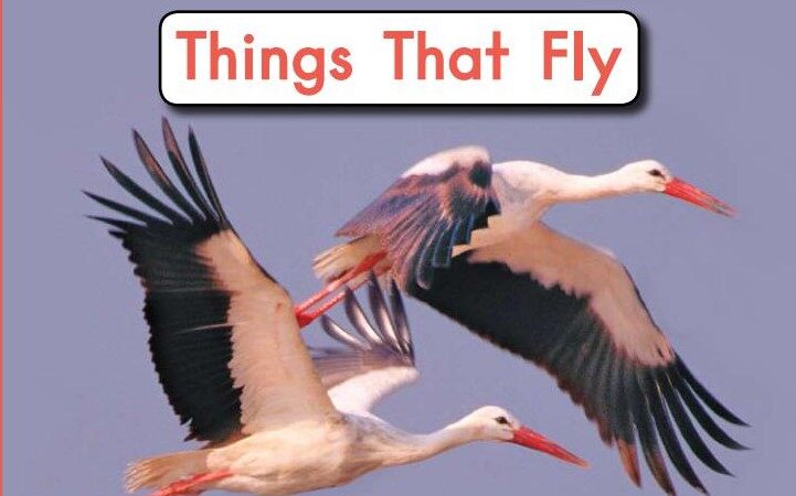 things that fly绘本故事第2页
