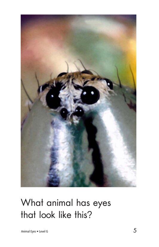 Animal Eyes绘本故事第5页