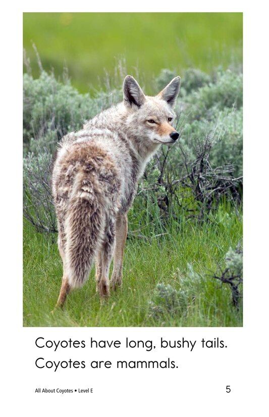 All About Coyotes绘本故事第5页